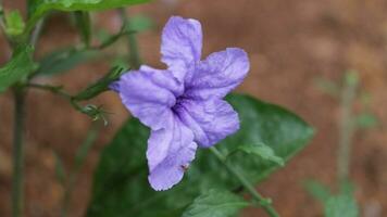 Beautiful blooming purple flower on the ground photo