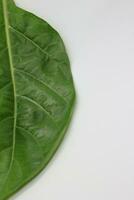 A portrait of a leaf with a white background photo