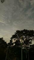 View of shady trees on the playground photo