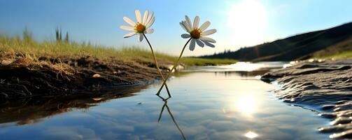 Alone wild flower among grass in sunlight photo