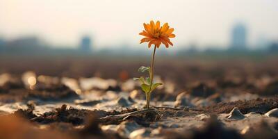 Hope concept. Flower growing in dry soil. photo