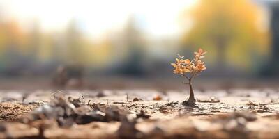 Plant seedling growing on dry cracked soil photo