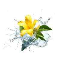 Yellow flower in water splash isolated on white background. AI generetive photo