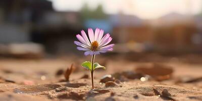 esperanza concepto. flor creciente en seco suelo. foto
