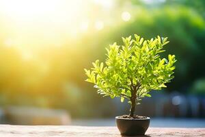 pequeño árbol que crece con sol en el jardín. concepto ecológico foto