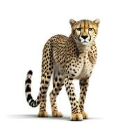 leopard over white background photo