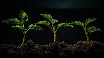 Young plant in fertile soil on black background, space for text. Gardening time AI Generative photo