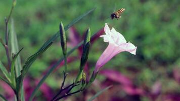 Purple color flower blooming with bees photo