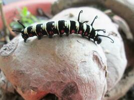 caterpillar in the tree photo