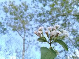 View of small white flowers from below in a garden photo