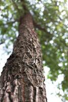 View of an old tree trunk from below photo