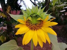 Big sunflowers blooming in the garden photo