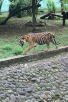 A tiger living in a cage at Zoo photo