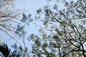 Trees in the forest, view from below into the sky. photo