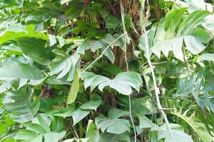 green leaf on tree with nature background, nature and environment concept. photo