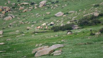 wild przewalski Pferde im echt natürlich Lebensraum Umgebung im das Berge von Mongolei video