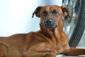 A brown dog with black mouth, lazing around. Dogs are smart animals and man's best friend photo