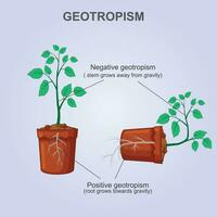 Positive and negative geotropism  gravitropism, gravity .The Plant Differential Growth in Response to Gravity. vector