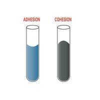 Cohesive forces are attractive forces between similar molecules. Adhesive forces are attractive forces between molecules of different materials. vector