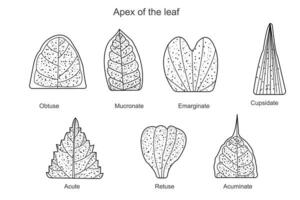 Leaf apex,a protruding part of leaf where water droplets accumulate ,ostuse,acute,acuminate,cupsidate,retuse, emarginate,mucronate vector