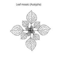 Leaf mosaic,an important adaptation which makes maximum use of dispersed light,may be spiral,opposite or verticillate. botany illustration. vector