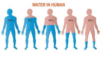 Different percentage of water in the human body. Vector illustration. Human anatomy.