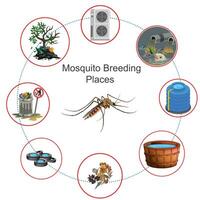 Mosquito breeding places vector