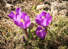 Crocus flowers on the flowerbed photo