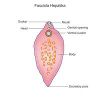 fasciola hepática. estructura de hígado fluke.parasitario trematodo.vector ilustración. vector