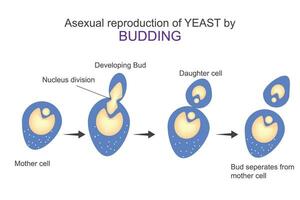 Asexual reproduction of yeast by budding.Diagram shows steps of budding.Microbiology concept. vector