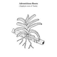 adventitious roots, epiphytic roots of Vanda, orchid, botany concept vector