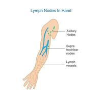 Lymph Node Anatomy. Labeled diagram showing the lymph nodes in hand. vector