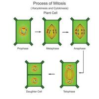 Process of mitosis. Nucleus division is called karyokinesis and cytoplasm division is called cytokinesis. prophase, metaphase, anaphase and telophase. biology illustration. vector