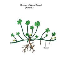 Oxalis is a large genus of flowering plants in the wood-sorrel family  Oxalidaceae. wood sorrel, runner of wood sorrel.It spreads rapidly by runners and bulbs. Botany concept. vector