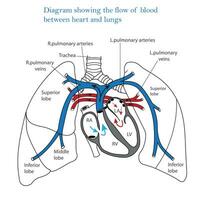 Diagram showing flow of blood between heart and lungs, human heart and lungs, blood circulation, human anatomy vector