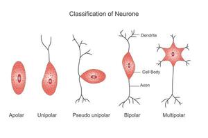 clasificación de neuronas o nervio celúla. apolar, bipolar, pseudounipolar, bipolar y multipolar neuronas. educativo ilustración. vector