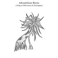 Adventitious roots, prop or stilt roots of screwpine, pandanus odoratissimus, botany concept vector