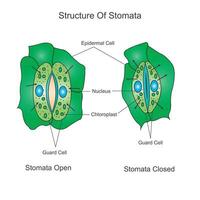 Structure of stomata. Opening and closing of stomata.Biological illustration. vector