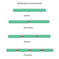 Classification of chromosomes to the number of centromere.Biology concept.Acentric, monocentric, dicentric and polycentric. Different chromosome. vector