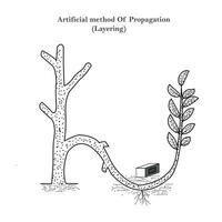 Reproduction in plants, artificial method of propagation,layering, lemon, ixora, jasmine, grape vine etc respond this method, botany concept, roots vector