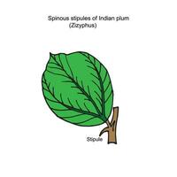 Spinous stipules of Indian plum,zizyphus, the stipules become modified two sharp spines, one on each side of leaf base, protection of leaves from herbivorous animals, botany illustration vector