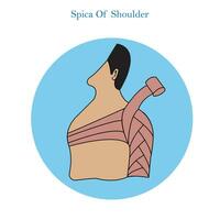 Putting on a spiral bandage is used in first aid,spica of shoulder, medical concept vector