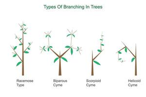 Types of branching vector