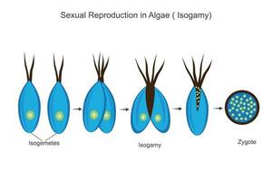 sexual reproducción en algas, isogamia proceso, isogameto, cigoto, botánica ilustración vector