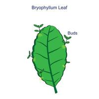 Leaf of Bryophyillum with buds. Some Plants grow from the leaf. Asexual Reproduction in Plants.Plant asexual growth. botany concept. vector