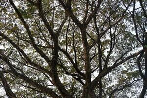 The branches of a big tree in the forest at thailand photo