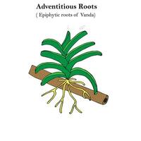 adventitious roots, epiphytic roots of Vanda, orchid, botany concept vector