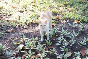 Cat on the ground in the garden at thailand, selective focus photo