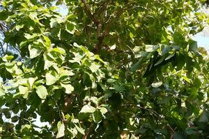 green leaf on tree with nature background, nature and environment concept. photo