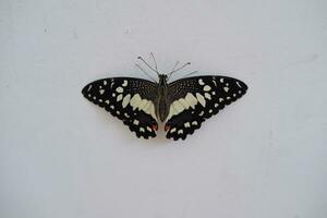 mariposa en el blanco pared. papilio machaon foto